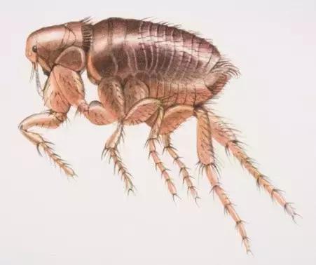 主子生病老不好，十有八九是因为没做这件事！