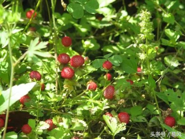 童年的野果味道,童年的回忆又香又甜的野果
