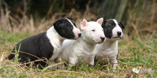 「犬种百科」铁汉柔情爱干净撞脸红雷精力盛——牛头梗