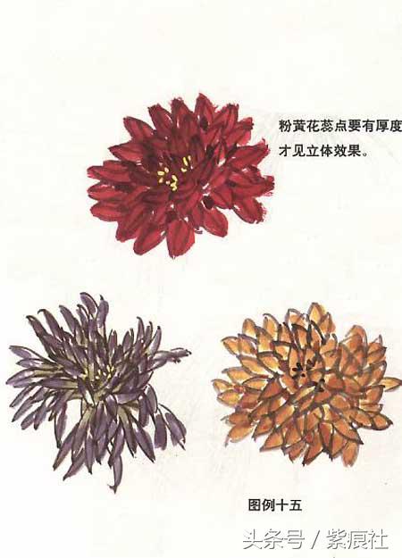 国画中球形菊花怎么画好看,名家画菊花的简单画法