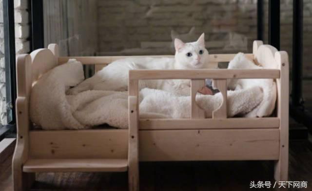 5000元猫,1000块的猫咪厕所