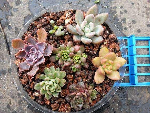 养花需要重视细节,不会养花花儿却生长得很好