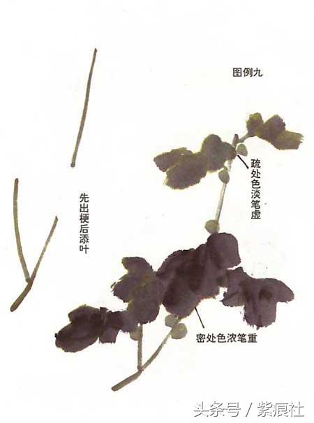国画中球形菊花怎么画好看,名家画菊花的简单画法