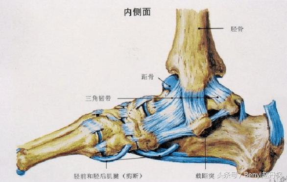 脚踝伤病的六个问题,脚踝受伤康复训练篮球