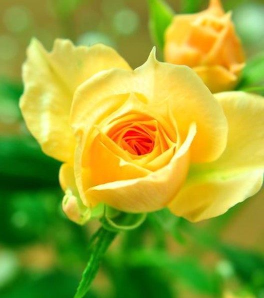 不同颜色的玫瑰花花语是什么,不同颜色的玫瑰花花语代表什么