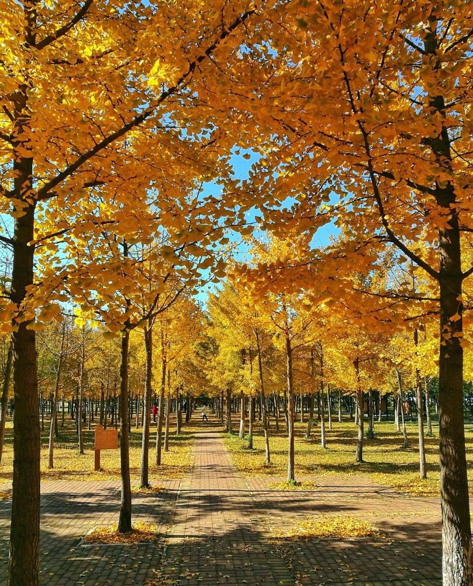 京城赏荷地图高清版,京城赏玉兰最全地图