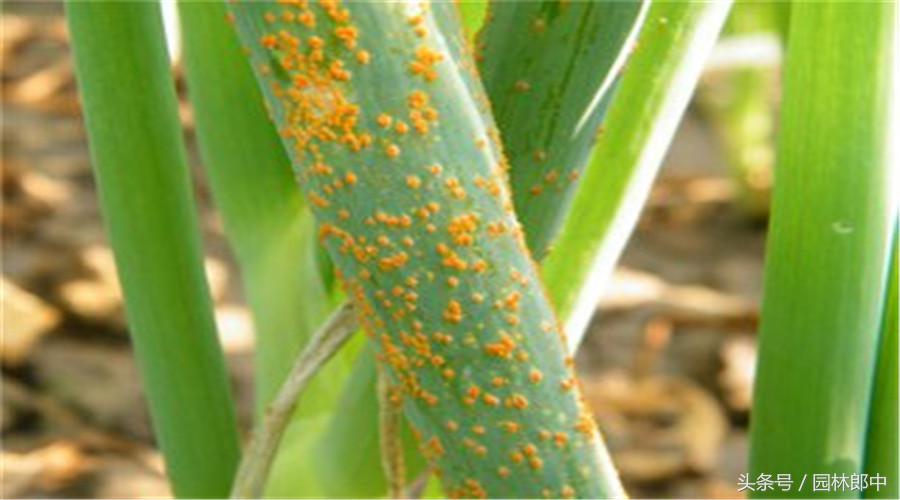 草坪秋季施肥的最佳种类,秋季草坪如何管理