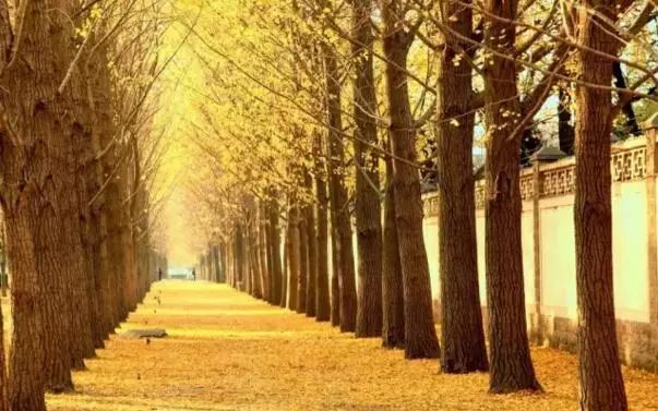 京城赏秋打卡胜地,京城赏荷最佳路线图