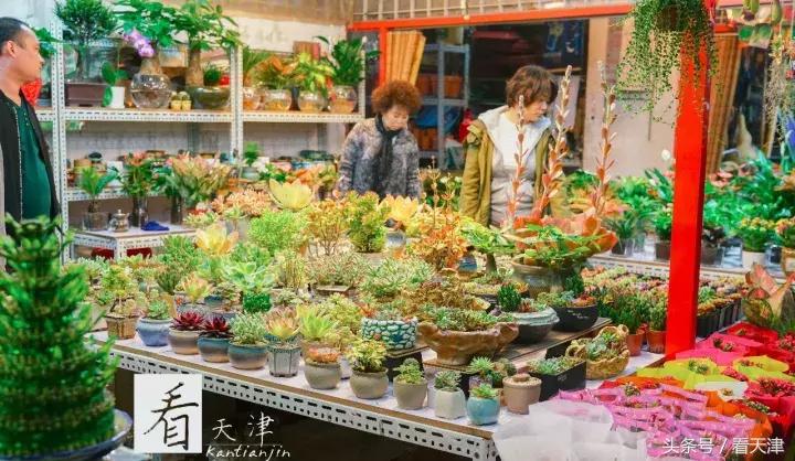 天津宝鸡道花鸟鱼虫市场地铁,宝鸡道花鸟鱼虫市场天津