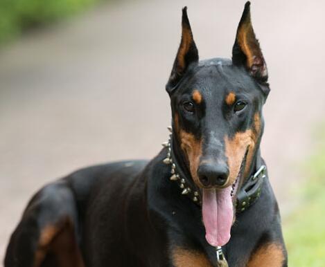 杜宾犬皮肤病有哪些,杜宾犬得了皮肤病能晒太阳吗