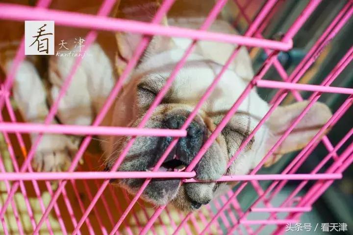 天津宝鸡道花鸟鱼虫市场地铁,宝鸡道花鸟鱼虫市场天津