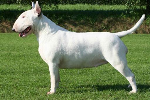 牛头梗犬优点跟缺点,牛头梗家养缺点和优点