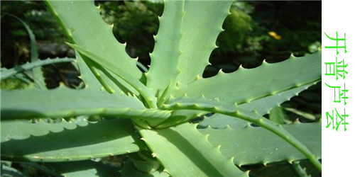 芦荟有哪些品种都叫什么名字,什么品种的芦荟净化空气最好