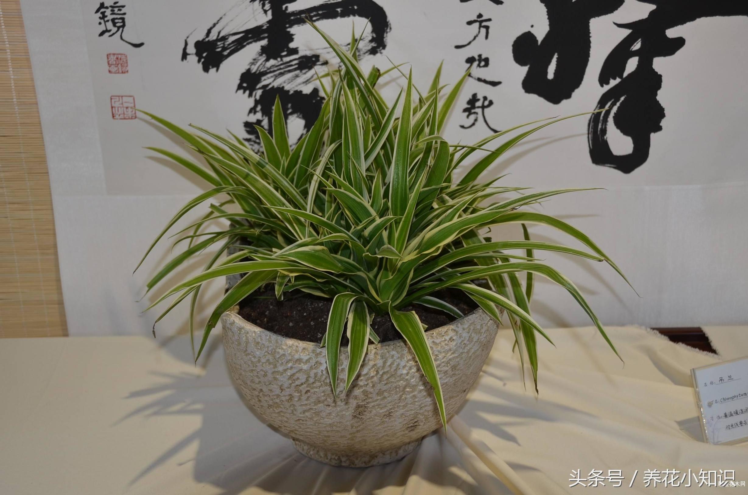 金鱼吊兰叶黄掉叶子怎么办,吊兰黄叶怎么修剪图解