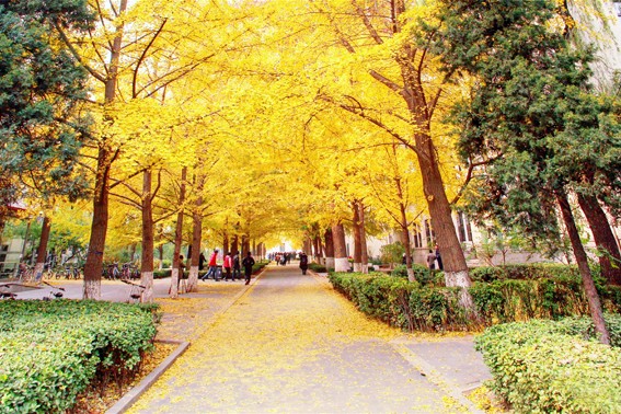 京城赏秋打卡胜地,京城赏荷最佳路线图