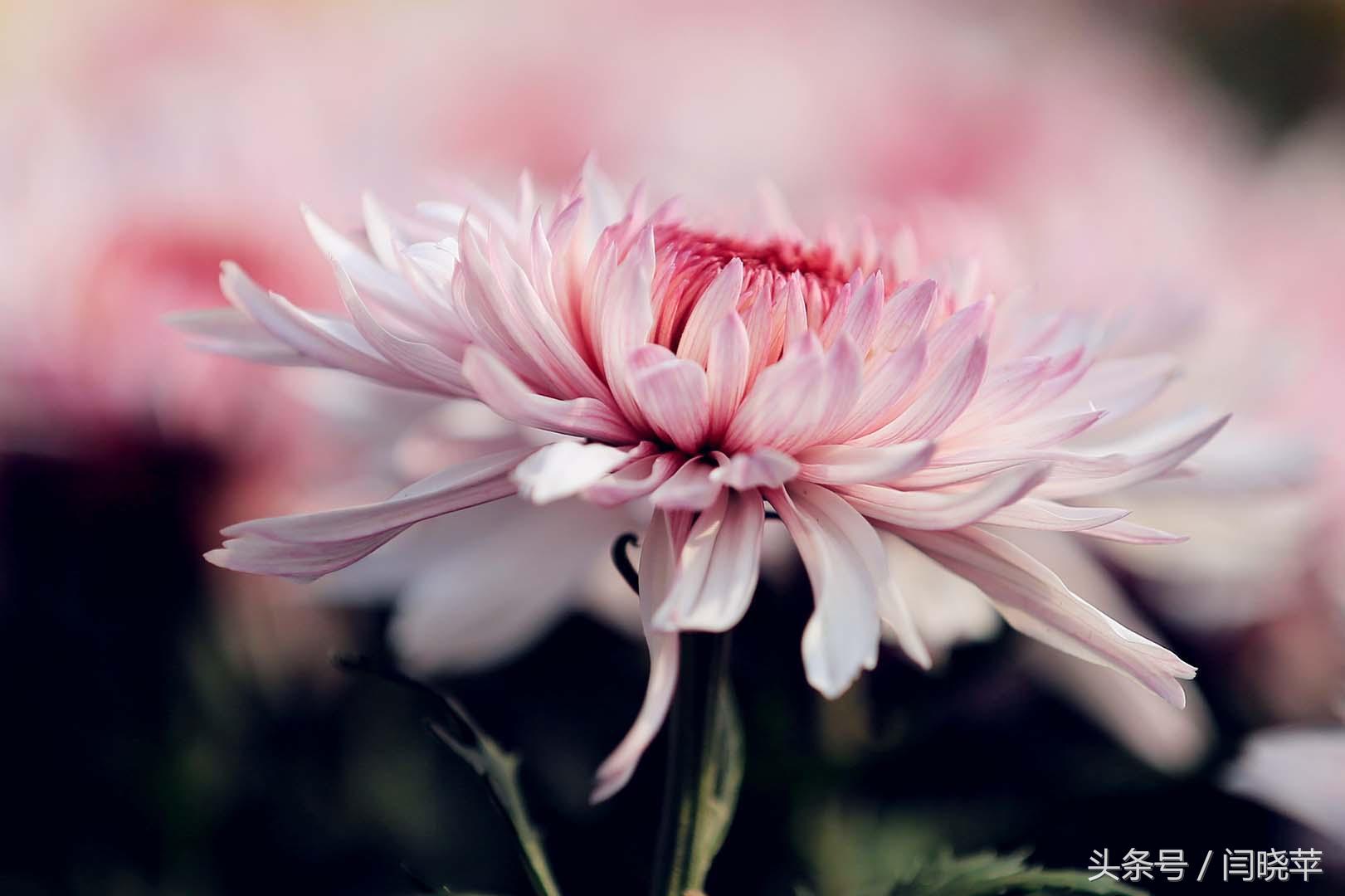 悠然菊影从何觅？南山菊姿下龙亭