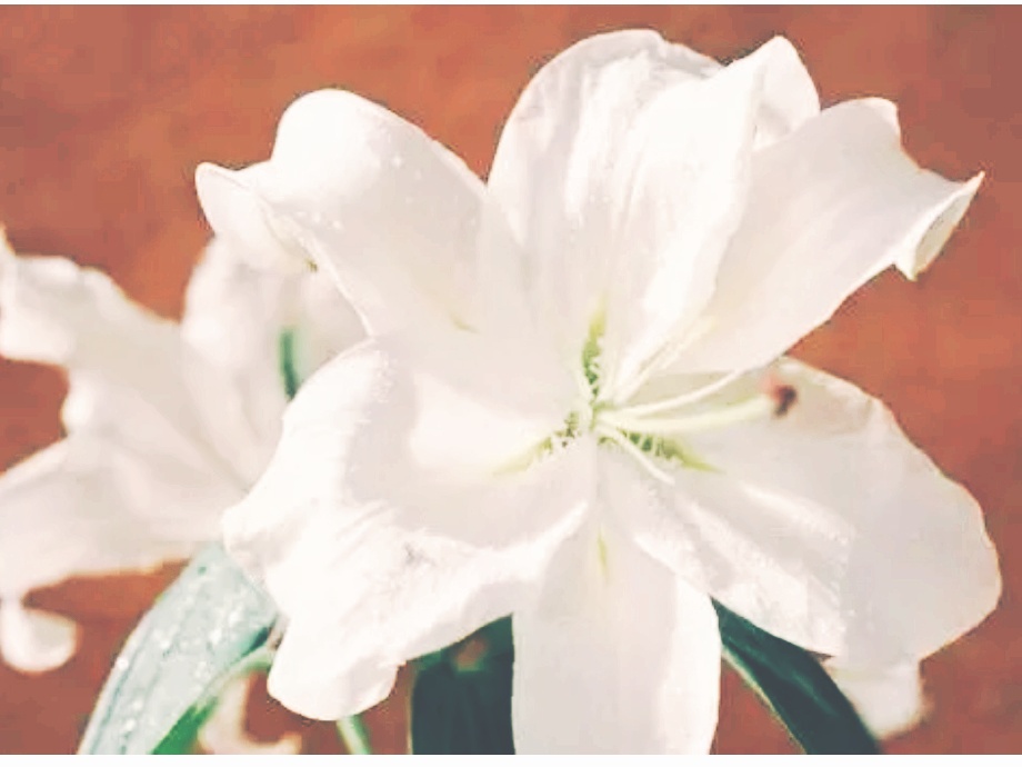 全球十大最美的国花,所有国家的国花大全