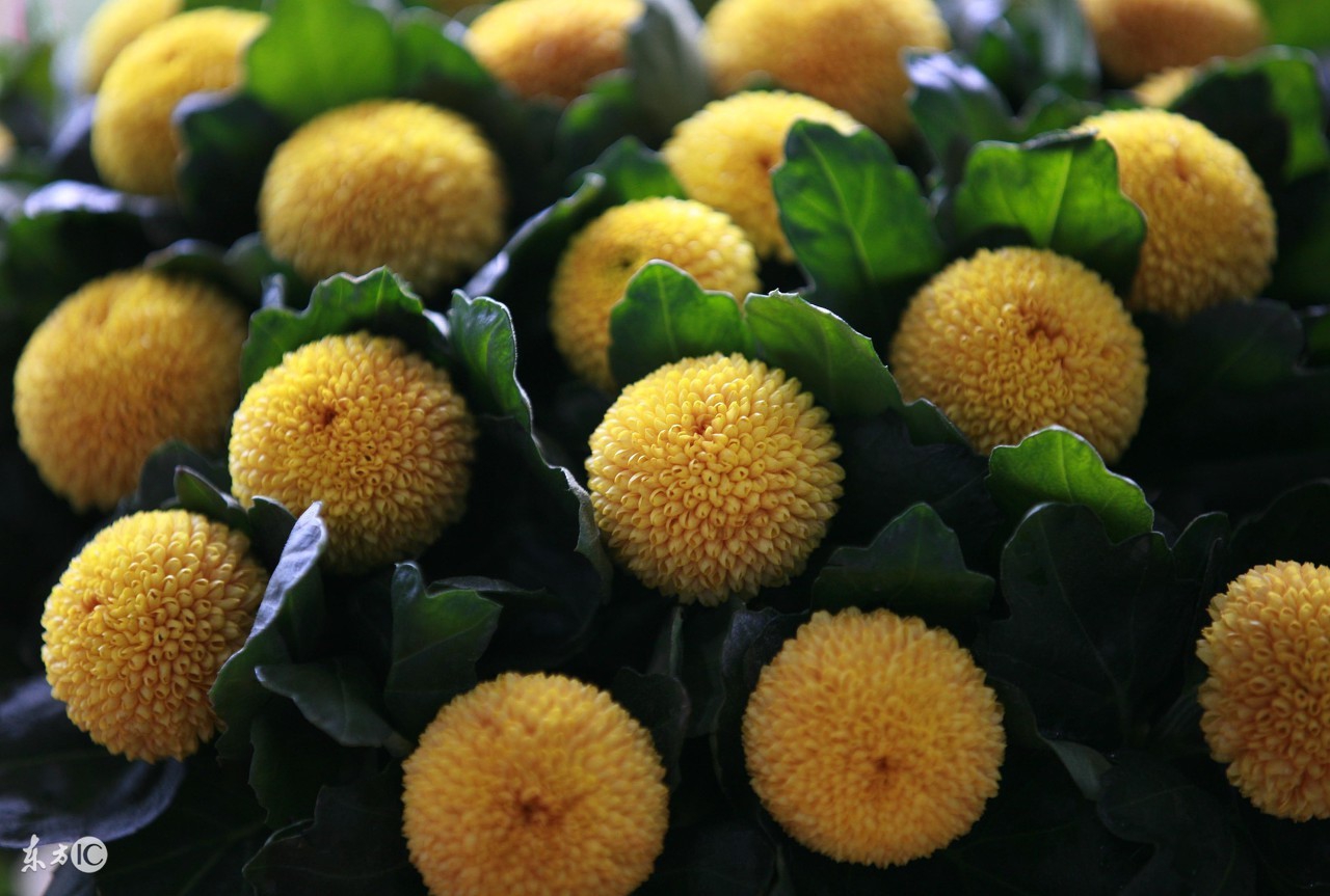 胃火上升口干舌燥吃啥药,胃火肝火口臭中药