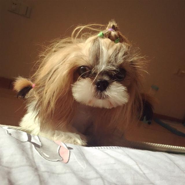 出差把狗狗交给婆婆养,出差把狗狗托付给朋友