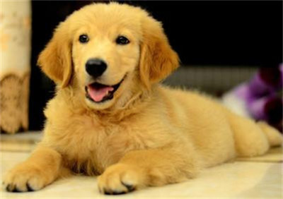 金毛要训练哪些项目,金毛适合训练的项目