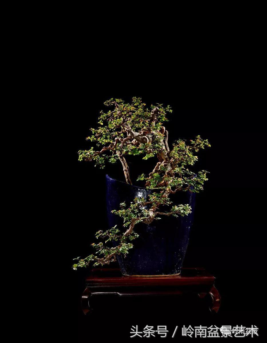 精品盆景雀梅杜鹃罗汉松,最美的100盆雀梅盆景建议收藏