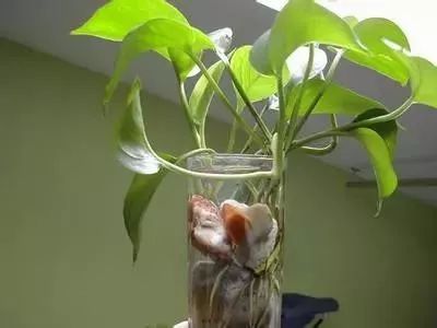 水培花根有点腐烂发臭怎么办,怎么让水培的花活得更久