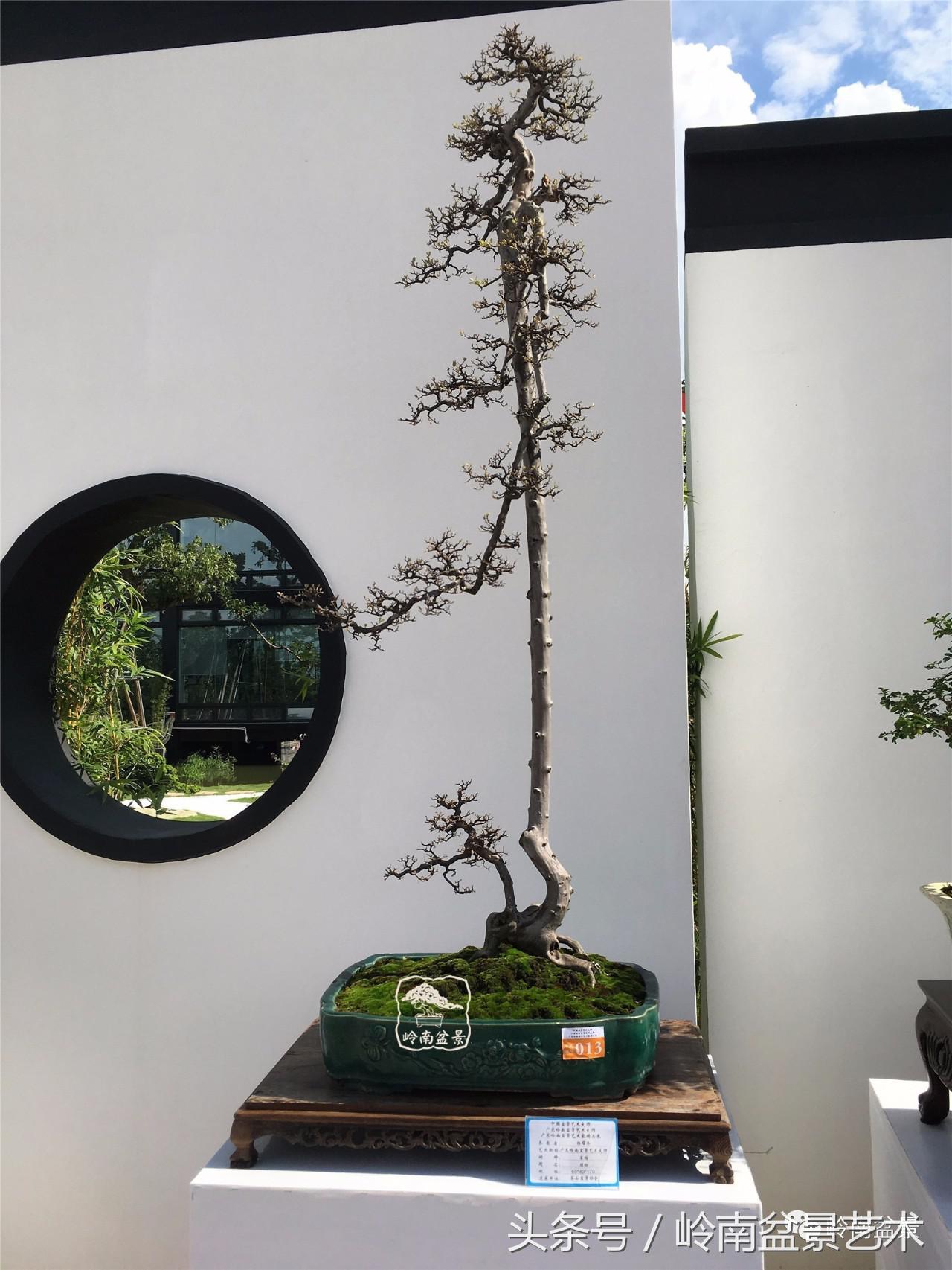 精品盆景雀梅杜鹃罗汉松,最美的100盆雀梅盆景建议收藏