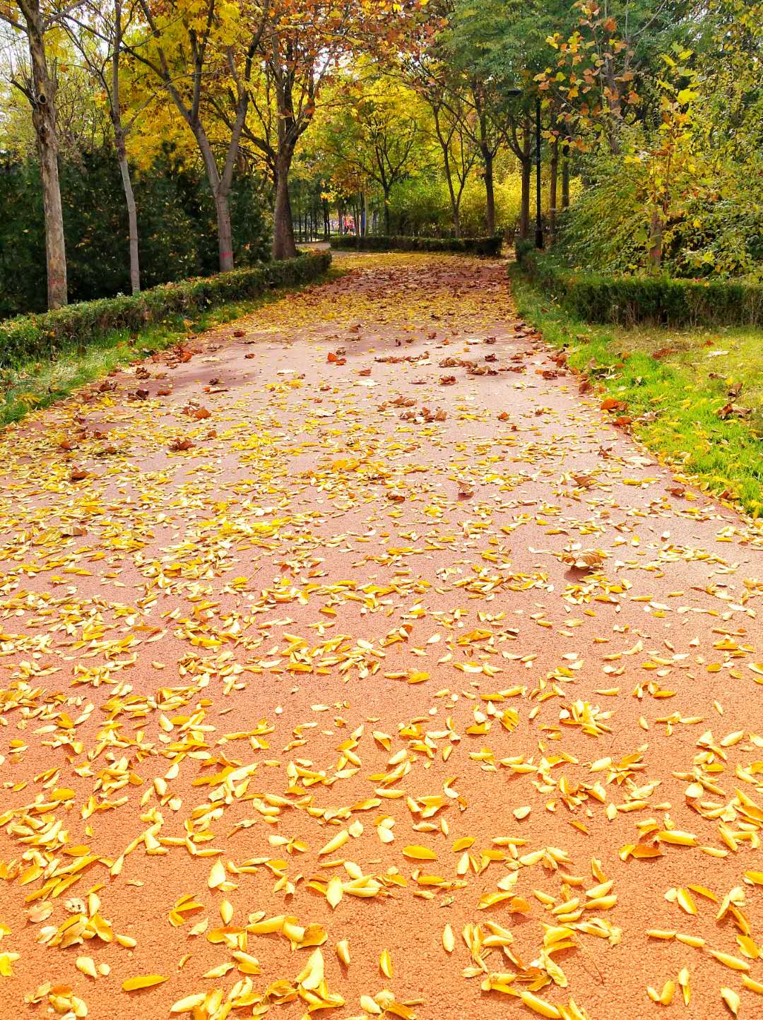 手机摄影作品也可以美不胜收,秋天手机摄影作品欣赏