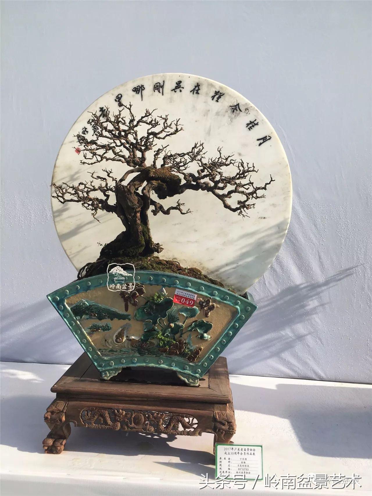 雀梅盆景100幅欣赏,珍藏雀梅盆景图片