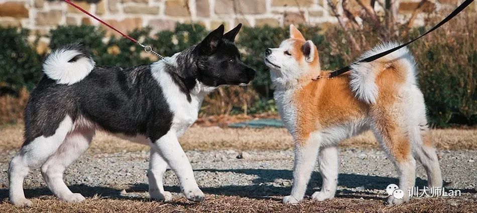 温顺秋田犬和秋田犬的区别,美国秋田和日本秋田的区别