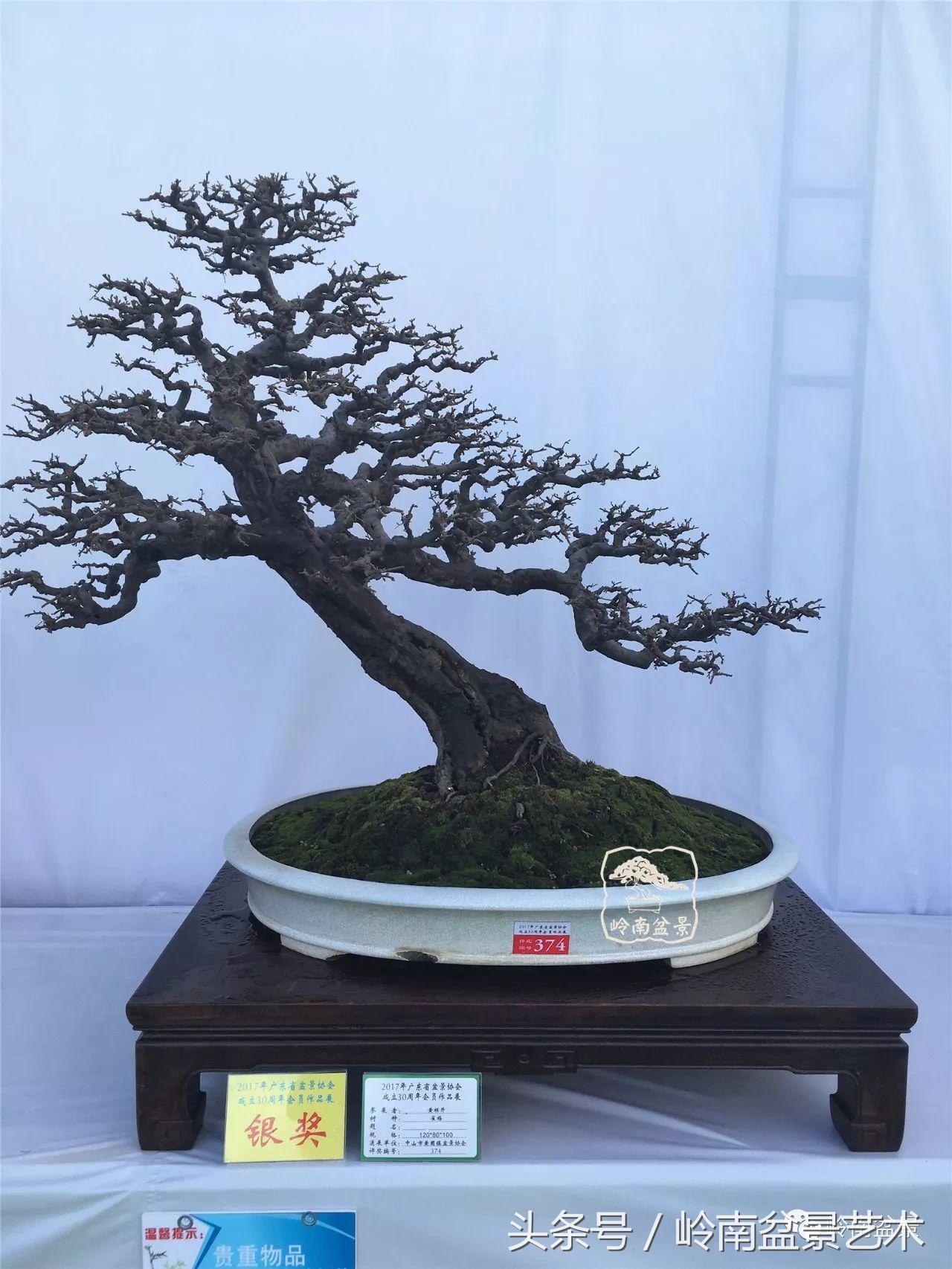 雀梅盆景100幅欣赏,珍藏雀梅盆景图片