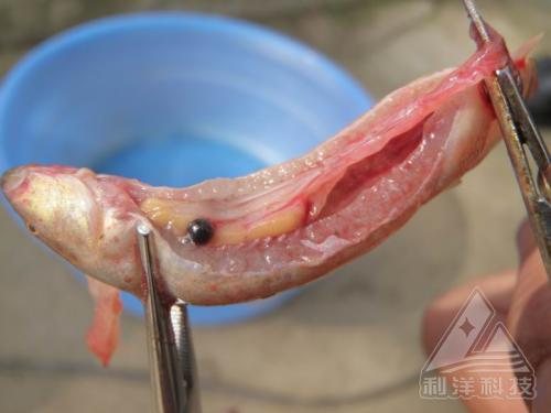 泥鳅病害防治技术规程,泥鳅苗得了气泡病怎么办