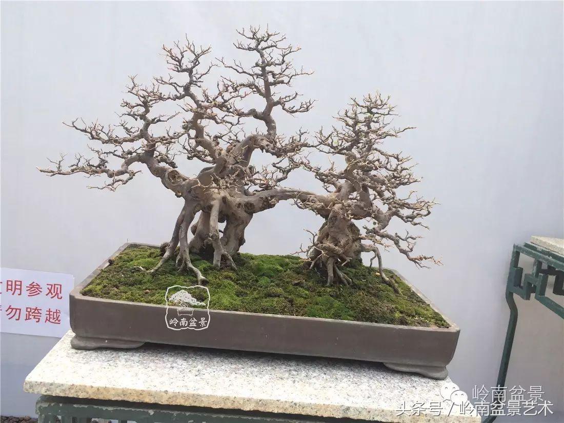 精品盆景雀梅杜鹃罗汉松,最美的100盆雀梅盆景建议收藏