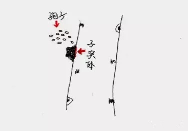 白桦茸——从寄人篱下到上房揭瓦，原来你是这样的菌宝宝