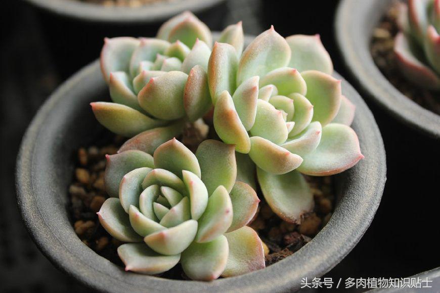 多肉喷药后多久能用清水洗干净,多肉喷药后灼伤叶片该怎么补救