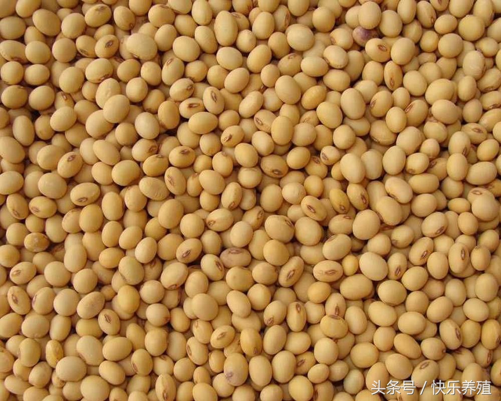 牧草喂羊需注意什么,养羊十大忌口大全