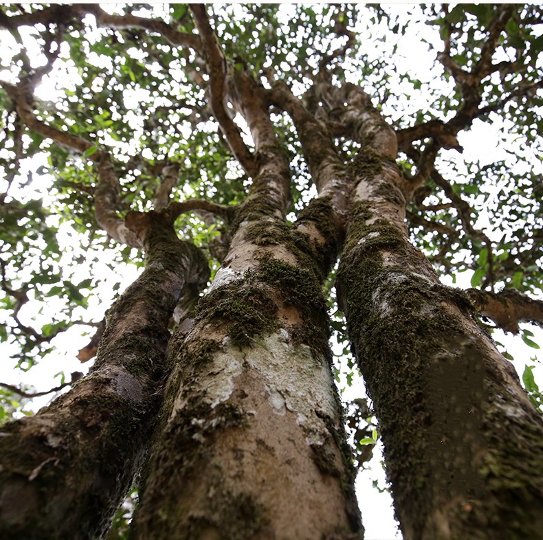 普洱七大茶山简介资料大全及图片,茶山介绍之新六大普洱茶山