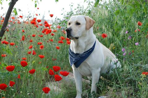 饲养拉布拉多幼犬注意事项视频,拉布拉多幼犬怎么饲养