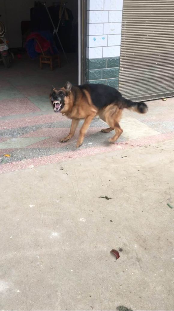 如果狗狗不认主怎么办,如果狗狗不认识你了怎么办