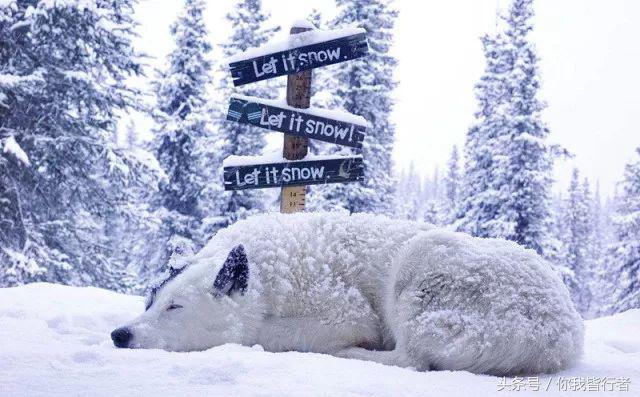 如何在暴风雪中生存,下雪天挡雪的方法