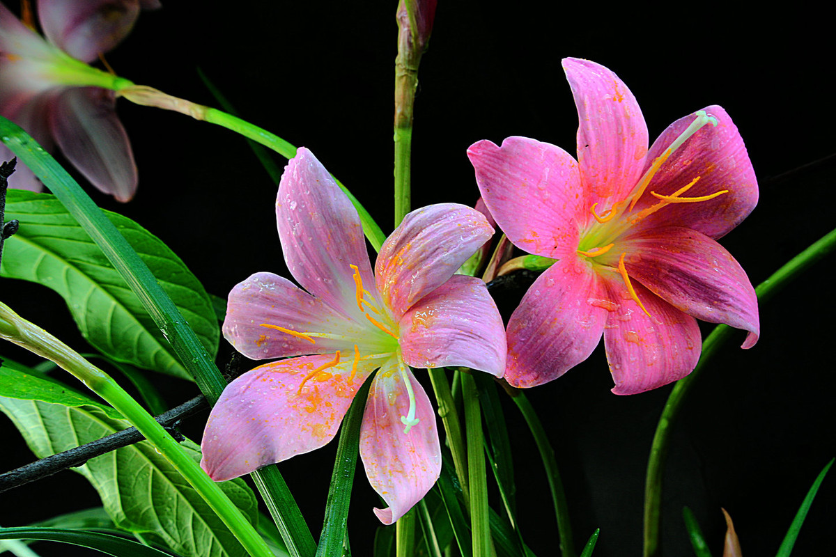 极简风客厅花卉效果图,花卉形状图片大全