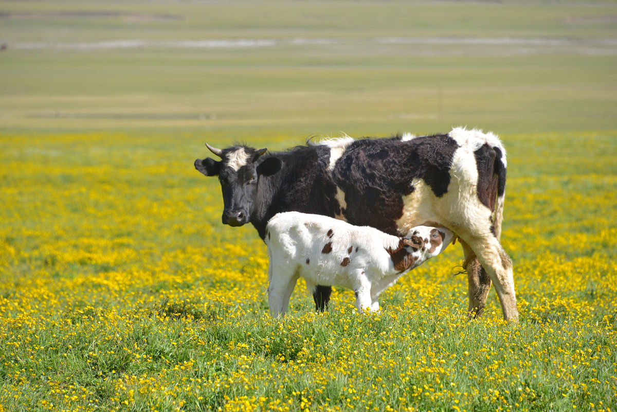 犊牛消化不良怎么治,犊牛消化不良的症状与治疗