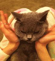 猫的耳朵时冷时热,猫的耳朵热和凉