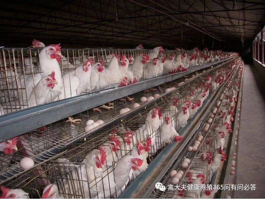 高产蛋鹅都吃什么,高产蛋鸭