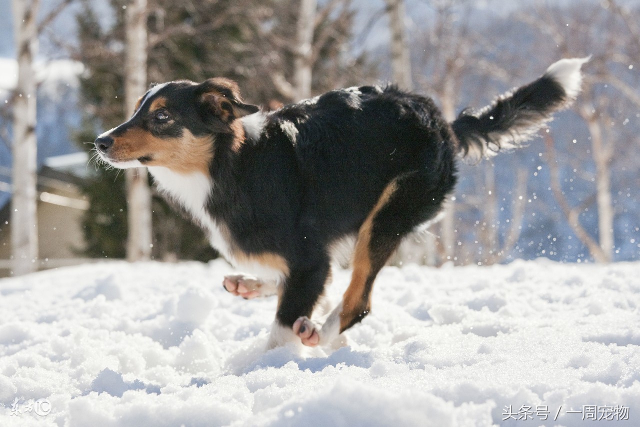边境牧羊犬是什么品种,边境牧羊犬的特点和习性