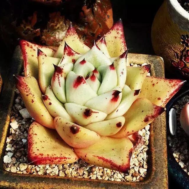 肉友推荐养的多肉植物,国外肉友养的多肉