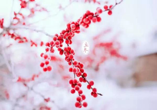 朔风起万物藏是什么意思,立冬朔风起万物藏原文