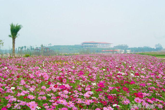 南宁三塘免费景点,南宁十大免费旅游景点