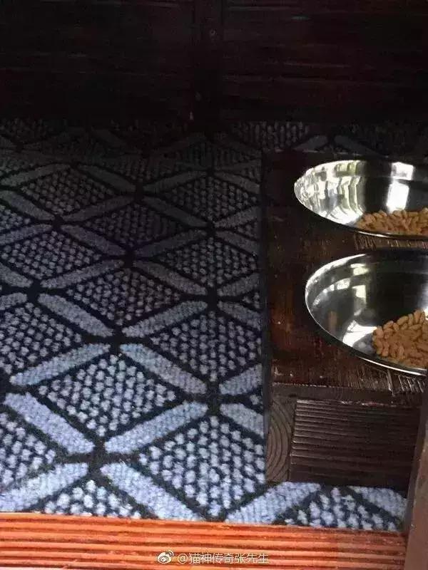 小区物业为流浪猫安了家,物业为流浪猫投放太阳能