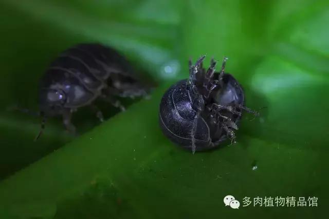 多肉蜗牛虫害怎么杀灭,多肉虫害症状及治疗